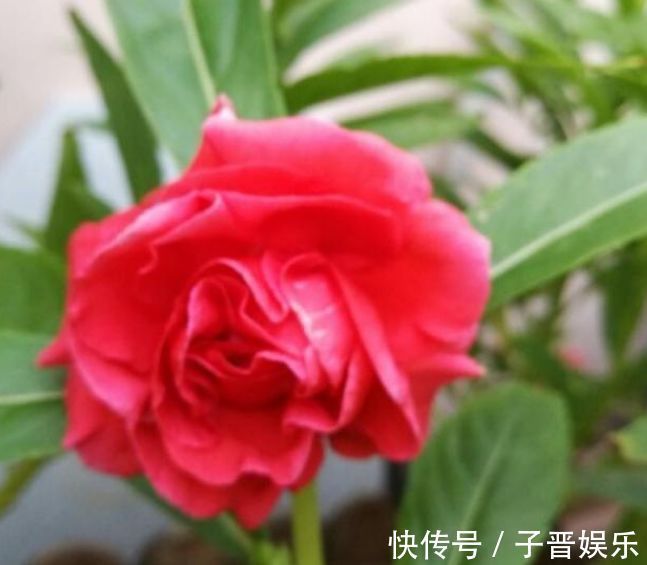 九里香|4种漂亮花，花朵多又艳，一开就是300多天，一盆开花上百朵