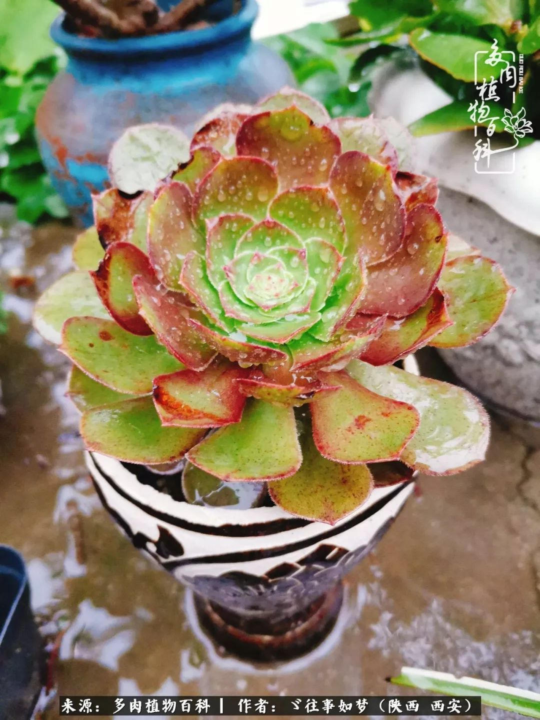 愿你付出甘之如饴，愿你所得归于欢喜！