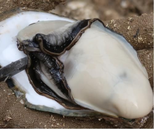 干燥|45岁女性常吃3种食物，美容养颜，益气补血，越早吃越健康