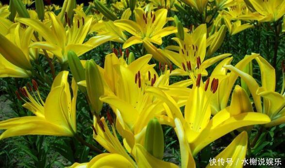 百合|家中养盆“黄百合”花语财富与高贵,花美色艳,养上一盆值了