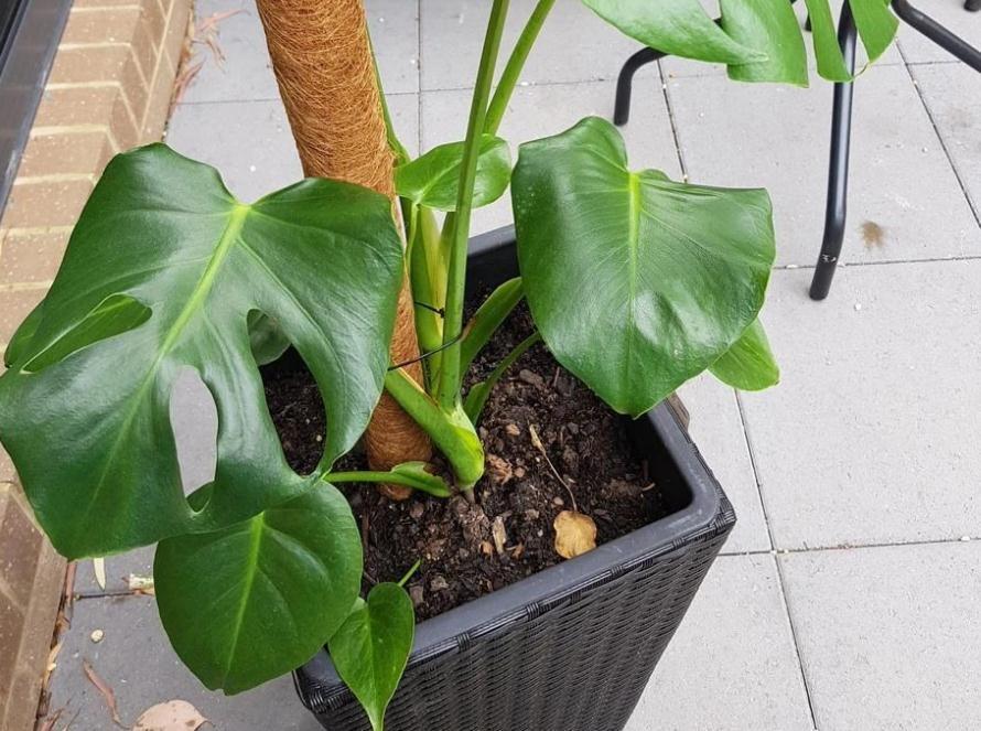 家庭盆栽龟背竹该注意什么?弄懂这些,养好不难