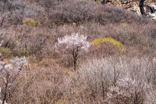 探寻大山深处的济南金刚纂村，盘山公路蜿蜒曲折，村里有两棵古树