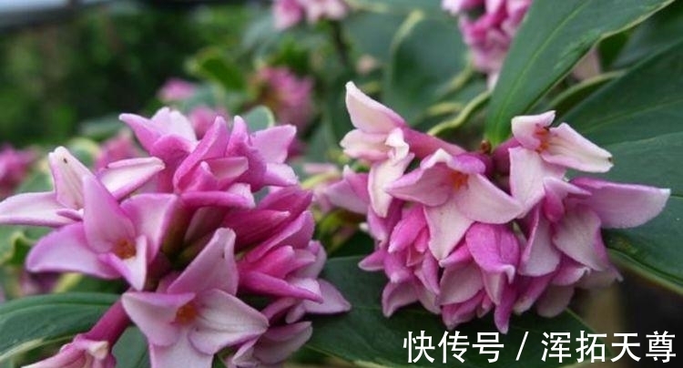 几种花,开花漂亮又好养,寓意吉祥人人爱,随便一养成花海!