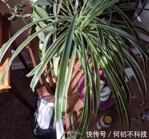 吊兰叶子干尖要如何处理,为啥会出现这种状况