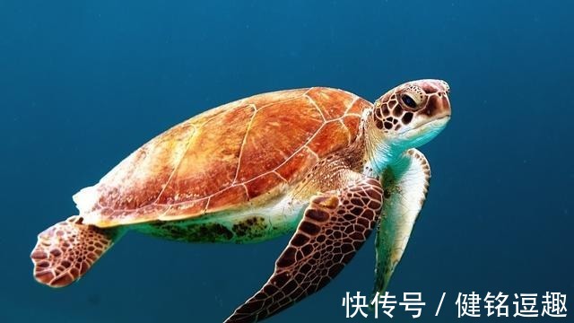 风油精|值得收藏的二十条生活小技巧