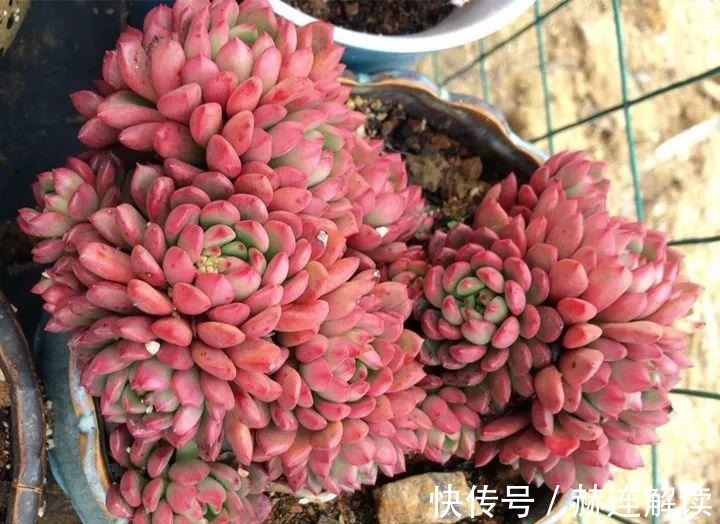 艾伦|姐姐养了9年的多肉,没有买肥就用它,个个长成精!