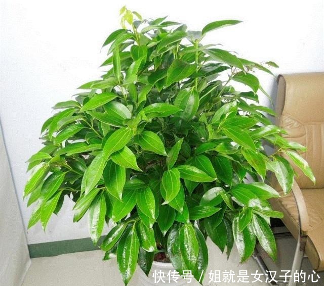 客厅摆上3种“树”,气派又吉利,枝繁叶茂,家人平安健康!