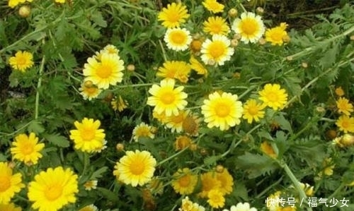  疲劳|用此花泡水喝对身体十分有益，能消除眼睛疲劳，降血压