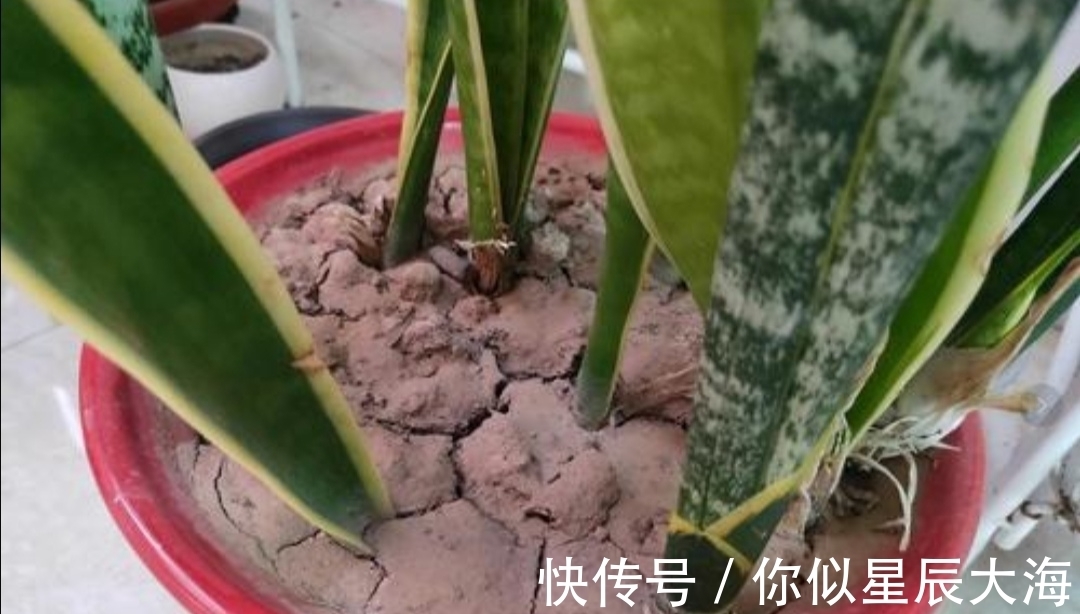 养花|虎皮兰不长新叶子,在花盆里埋点“小东西”,开春呼呼冒新芽