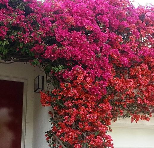 花友|养三角梅,记住5点,根壮叶绿,四季开花