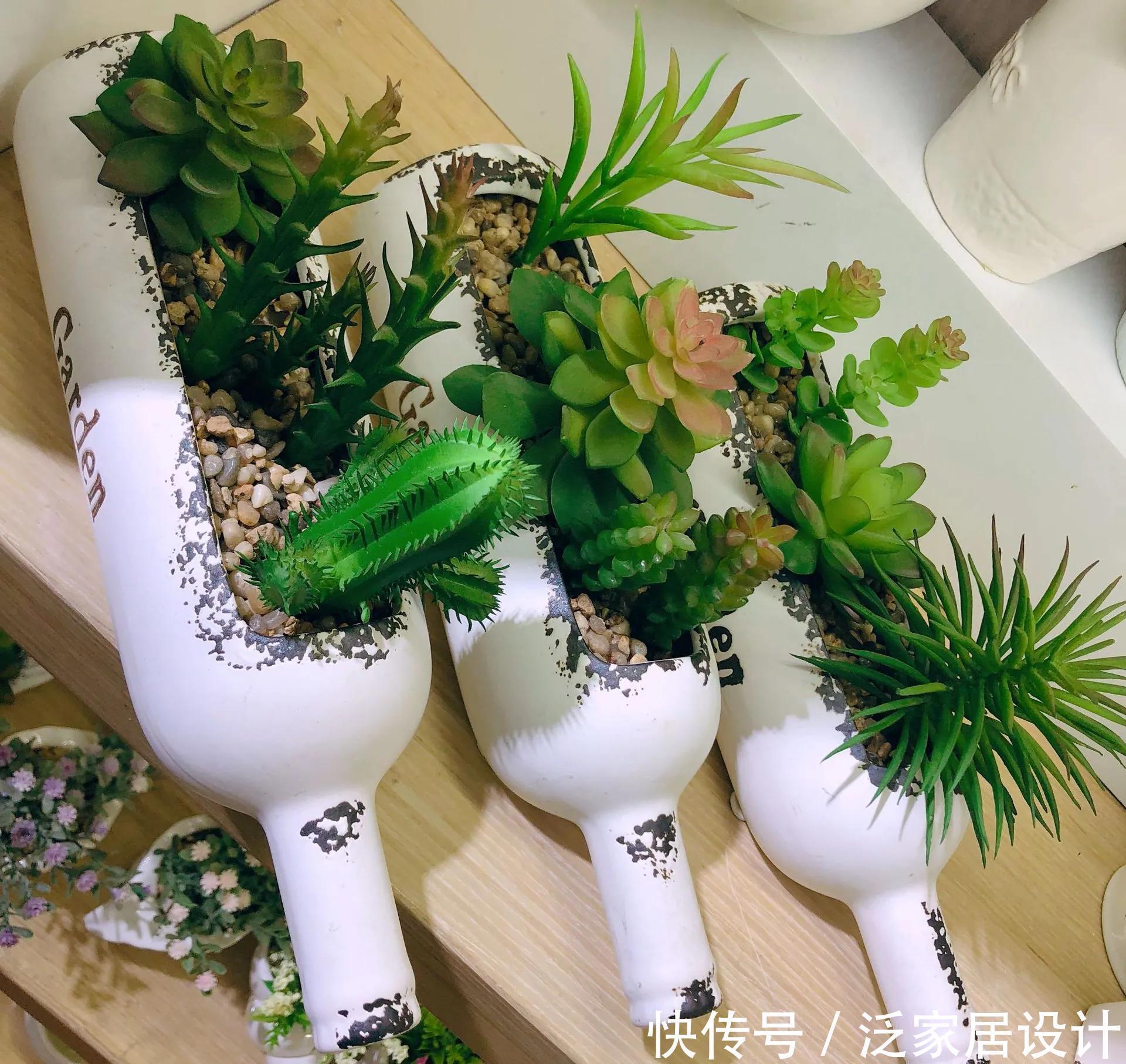 多肉|喝完饮料的瓶子不要丢,切一刀,扎三个孔,用来养花省钱又环保