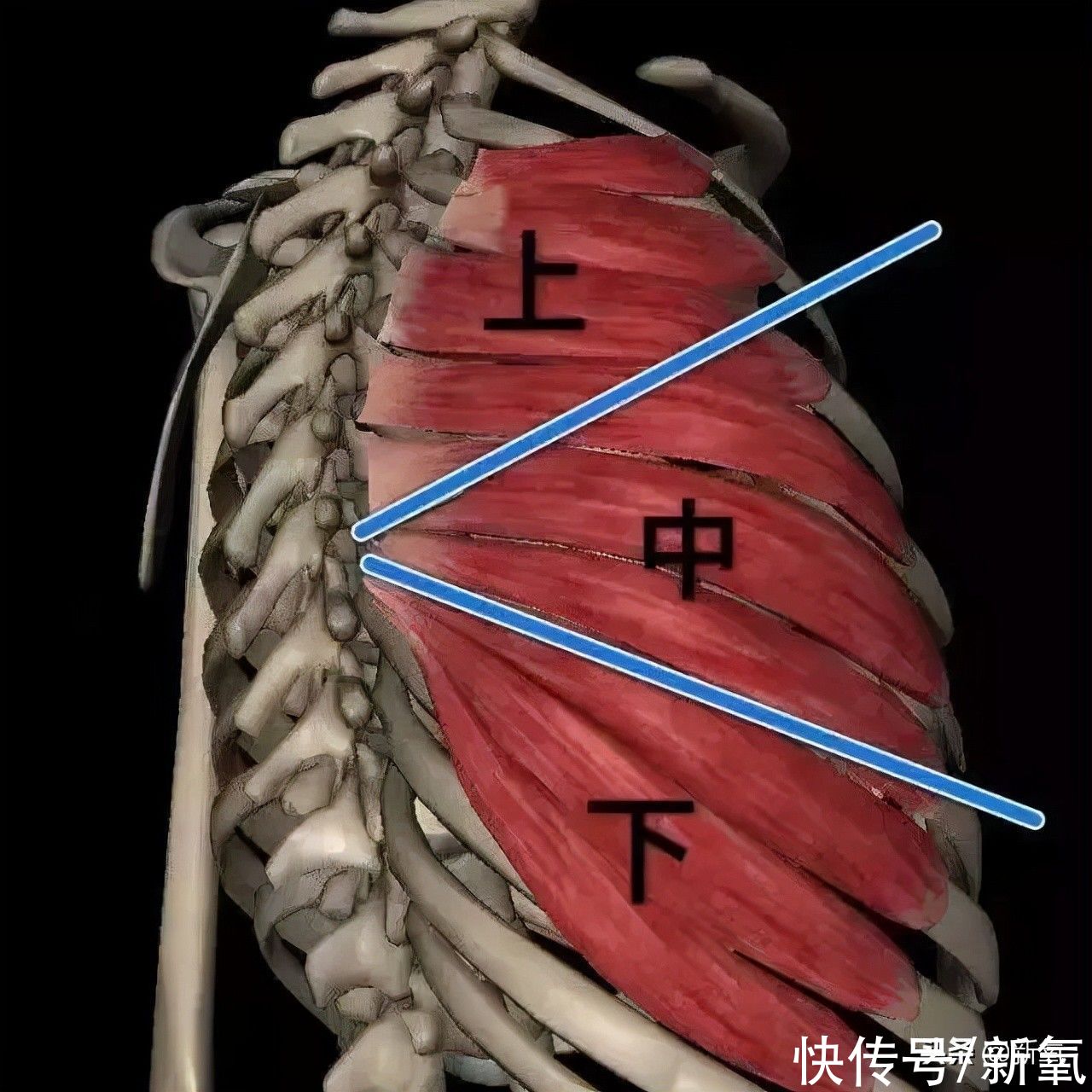 明明是全身最性感的身材线条，你却把它看成肋骨外翻？