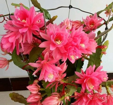 适合家里养的4种花,全年开花不长虫