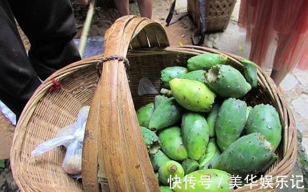 仙人掌|农村里的一种仙果,生长周期慢营养成分高,是美容养颜的佳品