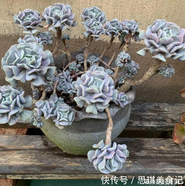 酥皮鸭|十几年的多肉“妖精”,自然老桩头,造型太美