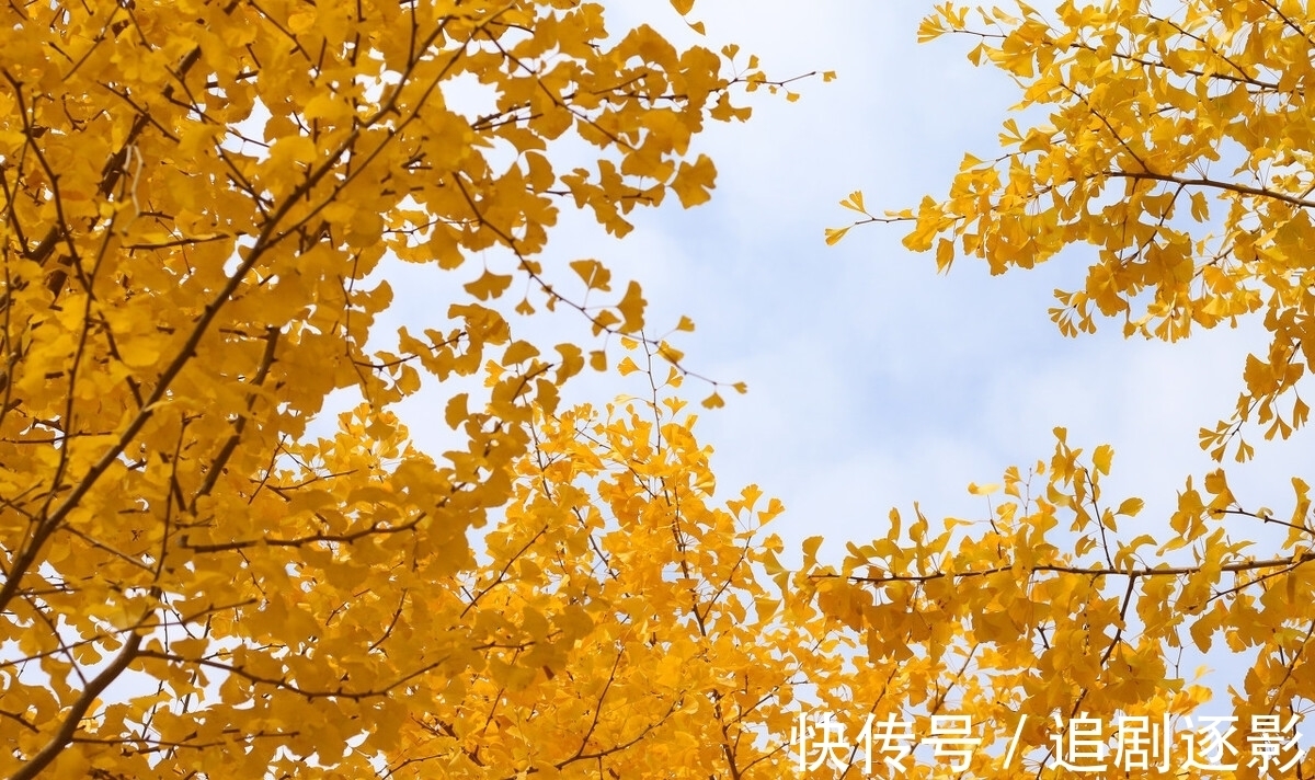 小廊|郑板桥感怀秋意萧瑟,抒写了一首七绝,词美意丰,结尾更令人赞赏