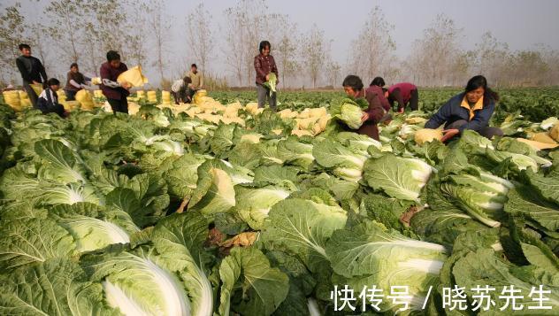 大白菜有青绿叶和黄白叶两种,哪种更好吃?哪种更不容易烂?