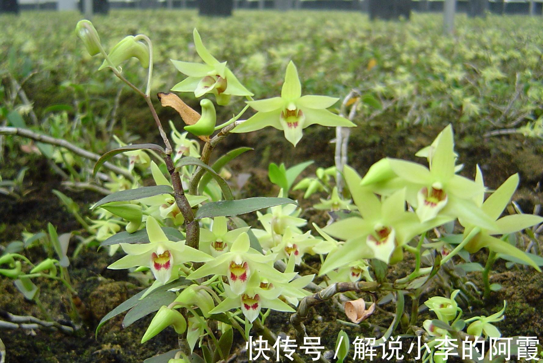 肾阴亏虚|此药养阴生津,不仅养胃阴,还入肾经、养肾阴,这2大功效太实用