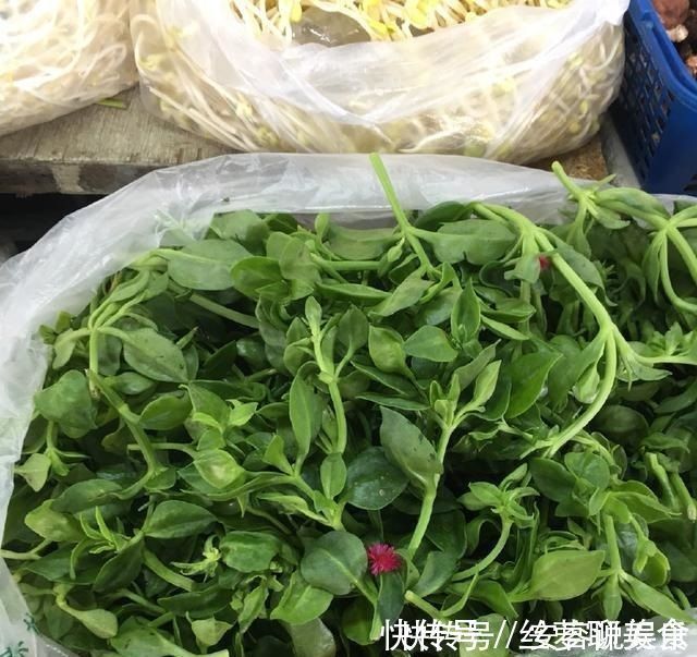 养护|夏天“最适合”扦插3种花,10天生根,养2个月就能变“花海”