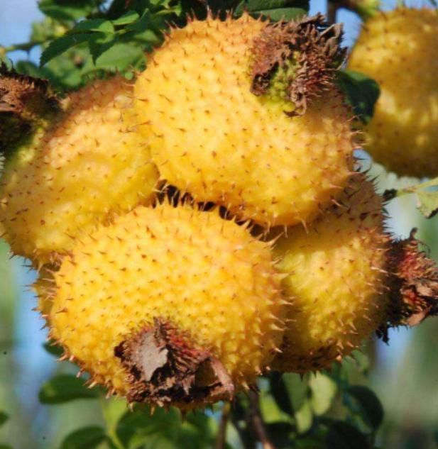 登门|人怕“癌”,癌却怕这4物,再穷也要换着吃,癌症或会不敢“登门”