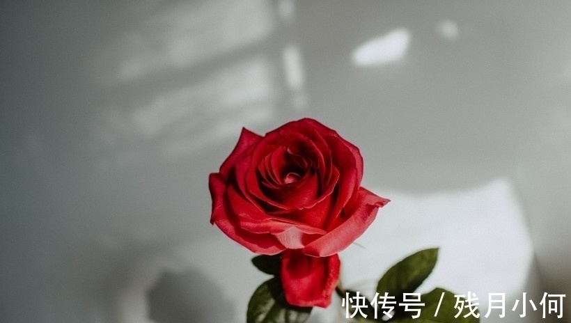 真爱|两周后,桃花满地,真爱来袭,喜得新人,桃花飞至,终获良缘