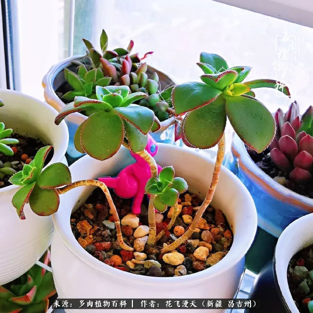 对多肉是发自内心的喜欢,心甘情愿被它们俘虏!