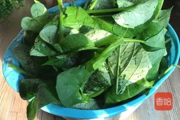 味碟|它被称为“蔬菜皇后”，胡萝卜素是芋头的600多倍，只卖2块一斤
