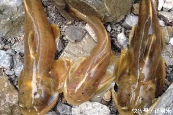 这5种鱼，虽然“美味”但比海鲜还贵，价格动辄几百上千元