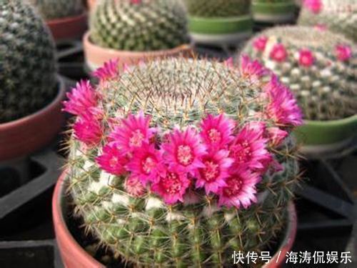 阳台上|60岁的他，退休只养仙人球，10个品种，开花比月季还漂亮