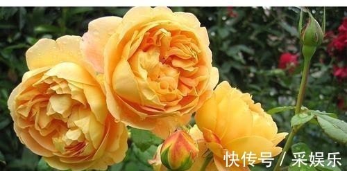 5款藤本月季，号称“开花机器”，花色美花期长，值得拥有！
