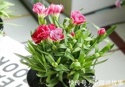 盆栽|最适合夏天养的6种花卉,晒不死还越开越旺