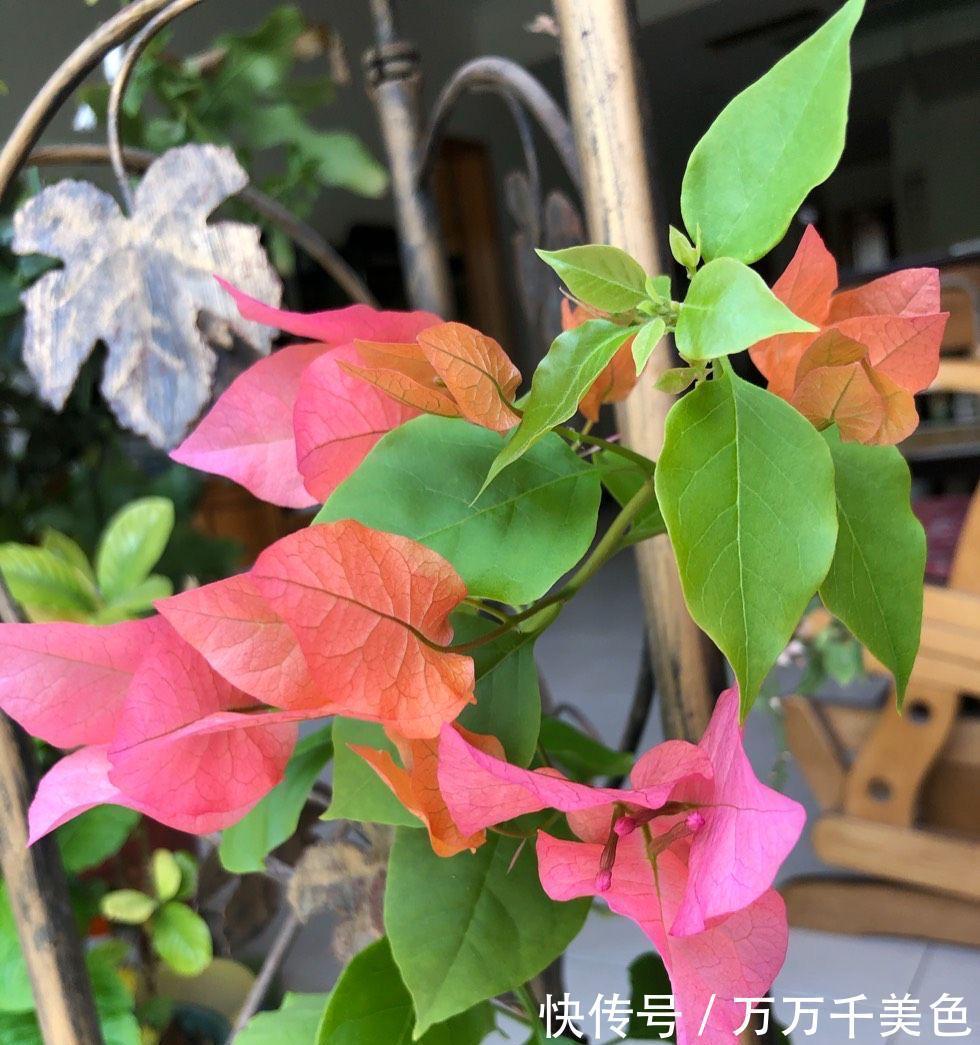 阳台养好三角梅，“3样”不能少，枝叶繁茂、朵朵花儿开鲜艳漂亮