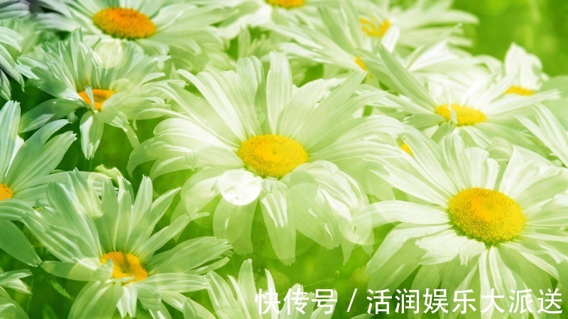 适应能力|十二生肖中,3生肖8月之前财神助运,金银爆满仓,大财统统入账!