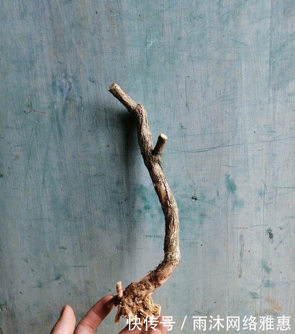  造型|玩盆景造型很重要哦，就像这两个六月雪素材，这样培育真的美翻了