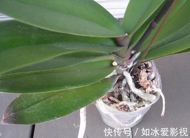 青苔|发现蝴蝶兰花谢后,第一时间该怎么处理才能让它年年开花?