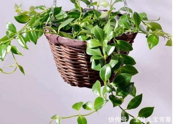 植株|生活可以绿色有情调,卧室养花种草这样摆放,简直秀翻朋友圈了