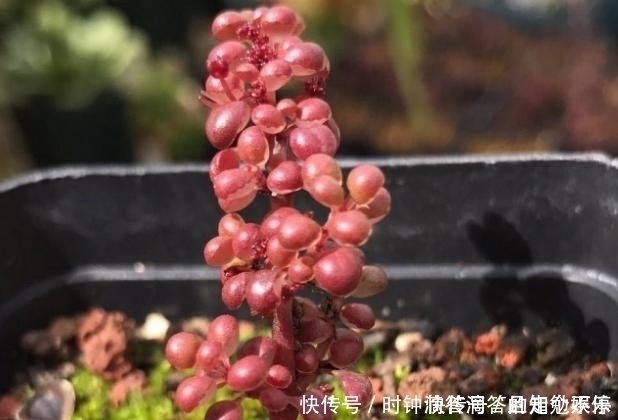 叶子|新手多肉党的福音:露镜,买回家这么养,叶子如水晶般剔透