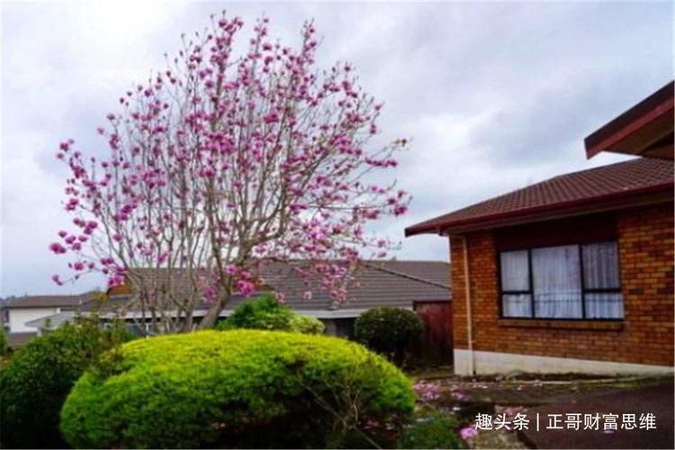 房屋|俗语“房前不栽树,屋后不种花”,什么意思有道理吗