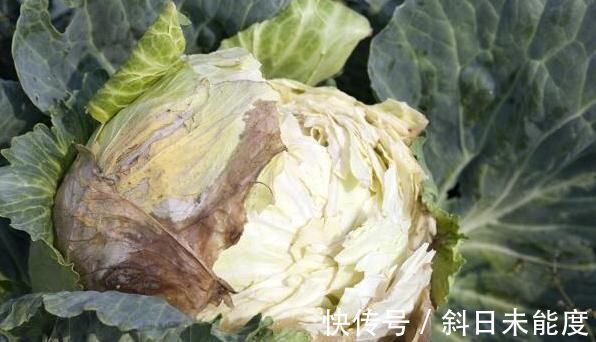 蚕豆|家家户户厨房都有的几种蔬菜,快告诉身边人!别再吃了!