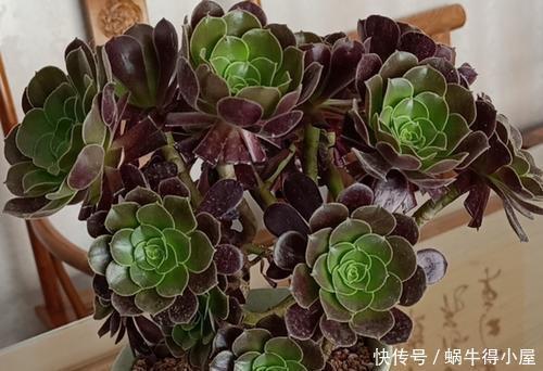 褪色|这3种多肉,到了夏天越晒越美,不徒长不褪色,典型的颜值担当