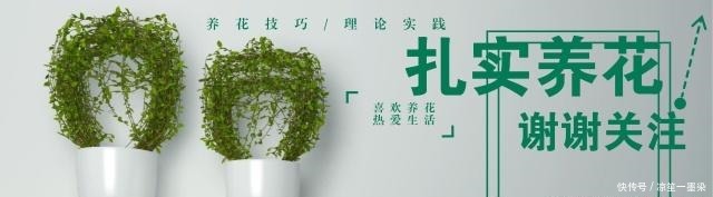 野外一种“脱皮木桩”称为“富贵之木”,养成盆栽,价格让人窃喜!