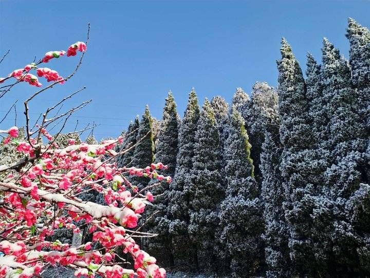 钟福生|齐鲁雪乡跑马岭景区昨晚下雪了