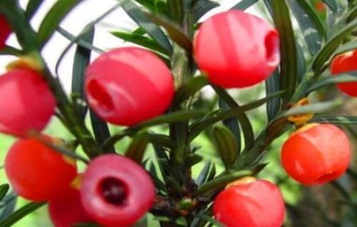 排毒|对人体极好的食物，坚持吃点，皮肤不老，排毒养肝，人体不生病