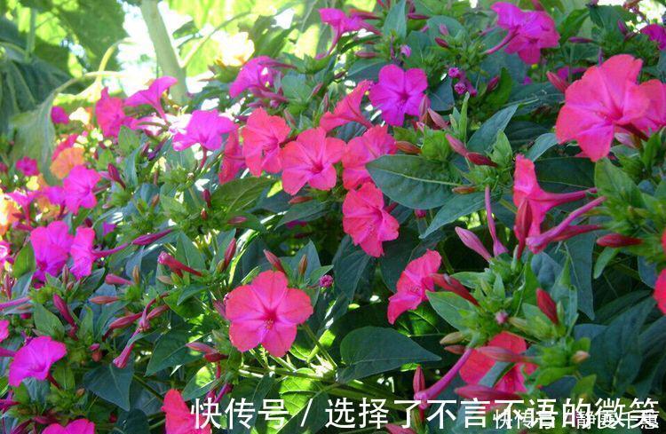 石竹花|7种“省心花”,耐阴、耐旱,不招虫、生病少,还特爱开花