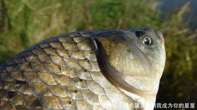 觅食|夏季钓鱼,为啥大鲫鱼很少?大板鲫去哪了?