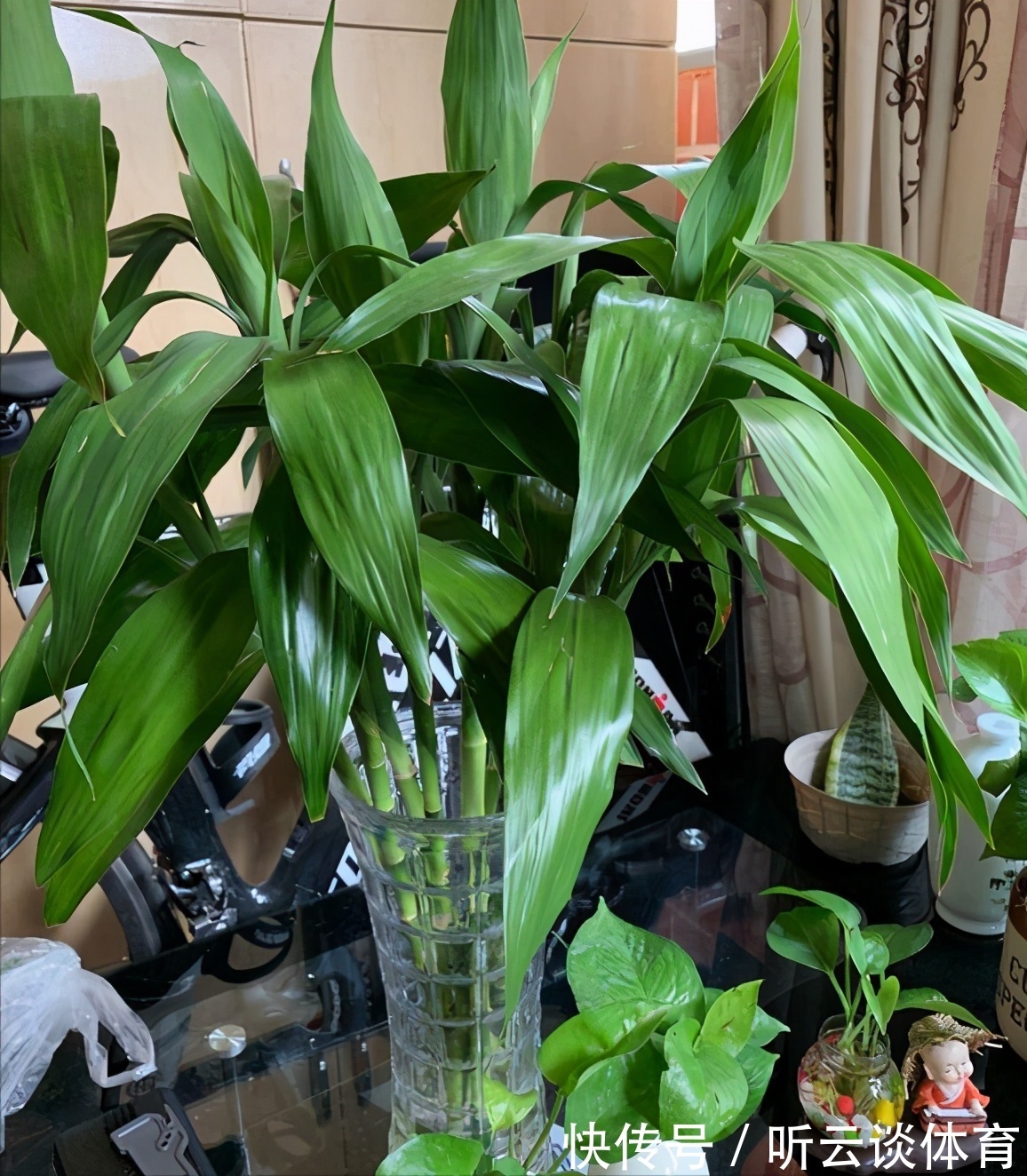 红掌|7种“吉利花”,家里养一盆,顺顺当当又漂亮,养人又旺家