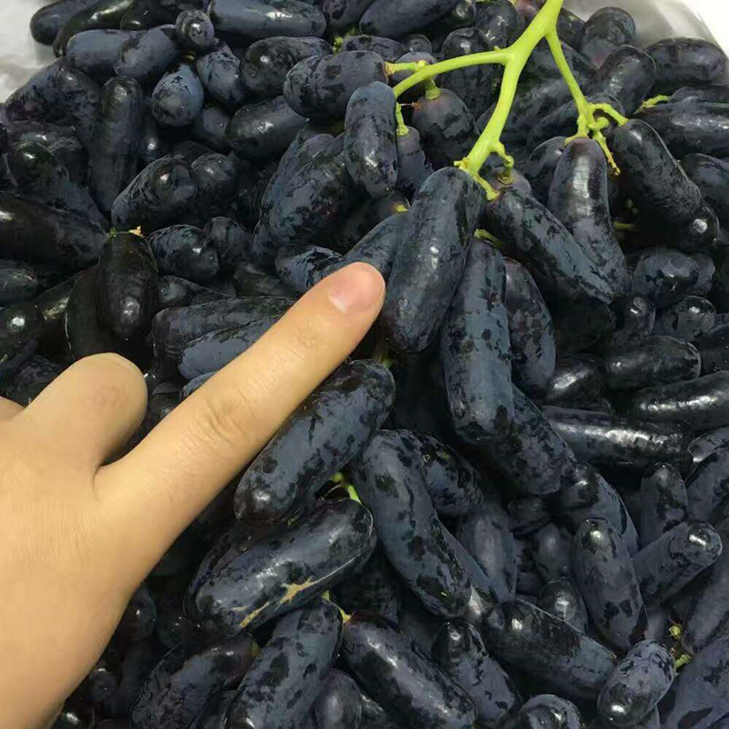 家里庭院不管大小,定要种上几样盆栽,易活结果多,果子随手摘