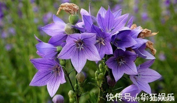 养花就养“它”,比绿萝好养,四季开花,花色多,一盆能养一辈子