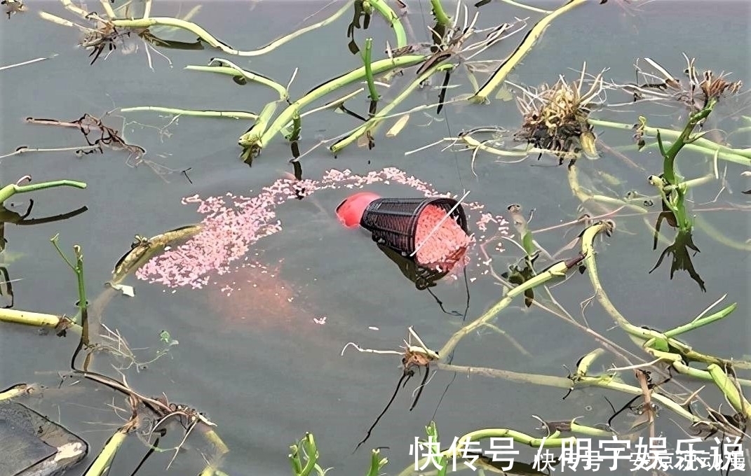水草|钓鱼就一定要“钓草”?“钓草”怎样选择其钓点位置?