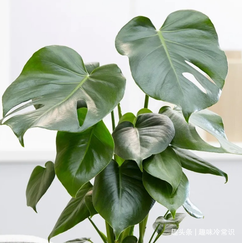 这五种喜欢水的植物，随便浇水都不怕，适合新手养